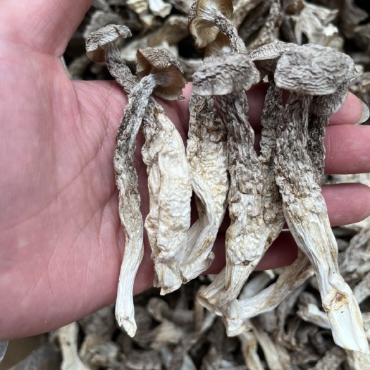 昆明鹿茸菇