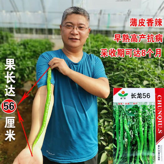 沭阳县长龙56线椒种子特长线椒种籽高产早熟薄皮香辣辣椒种子蔬菜种子