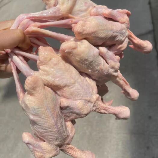滨州乳鸽