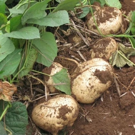 长沙贵州特产新鲜凉薯地萝卜脆甜白地瓜生吃现挖带泥发货