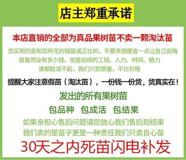 金太阳杏树苗 嫁接果树苗 基地直销 现挖现发