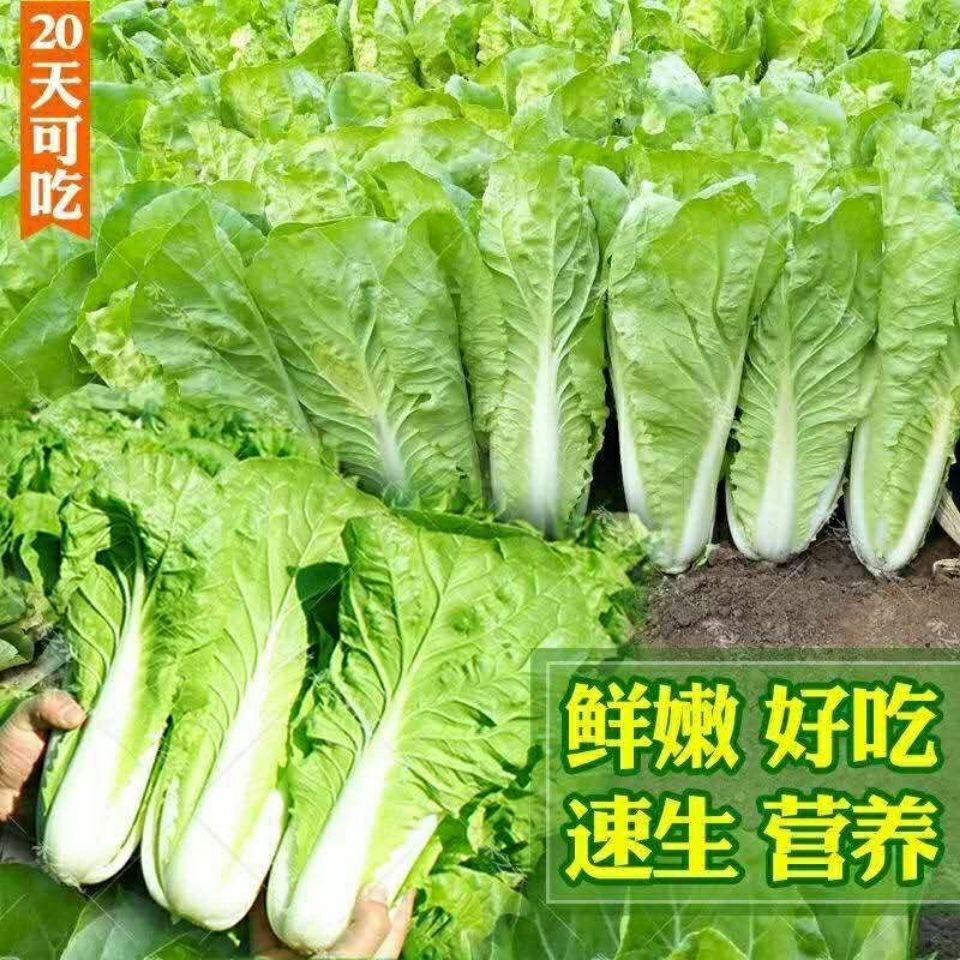 原裝快菜種子20天四季速生大小白菜雜交種籽耐熱耐濕四季蔬菜種