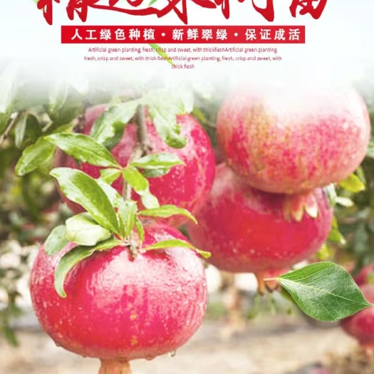 平邑县蒙阳红石榴苗 石榴苗 甜石榴大果苗 基地直销苗批发
