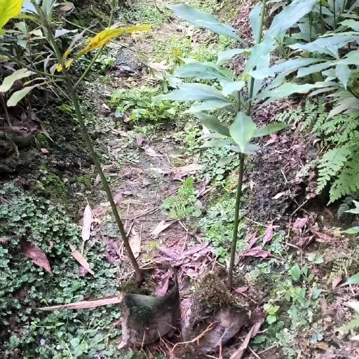 雅安桢楠苗