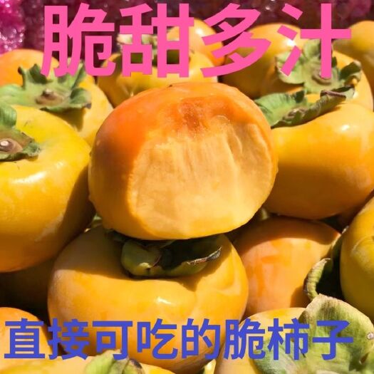 渭南脆柿子，甜柿子一件代发