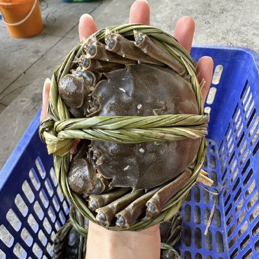 养殖大闸蟹十年，批发价，死蟹包赔！