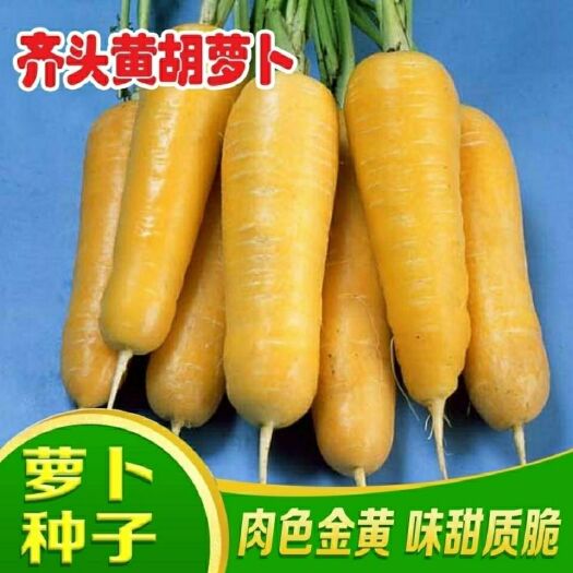 原装齐头黄胡萝卜种子西洋黄参胡萝卜种籽春秋冬播种蔬菜种孑庭院