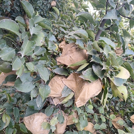 封丘县梨