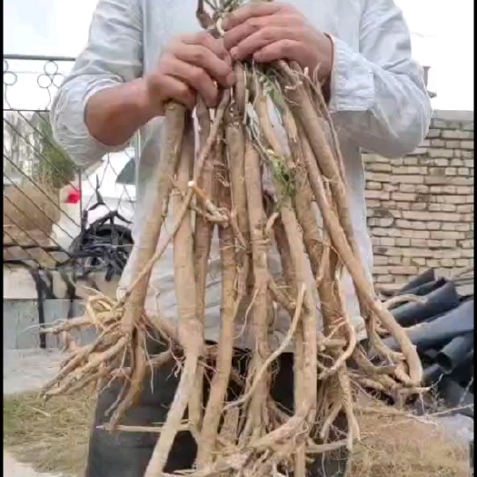 昭苏县2000亩黄芪一开始挖欢迎订购