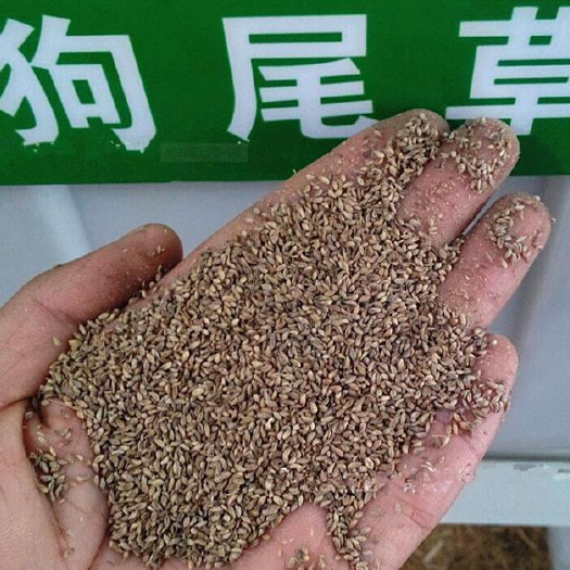 南宁狗尾草种子优质牧草种子繁殖力强护坡绿化园林绿化观赏草籽