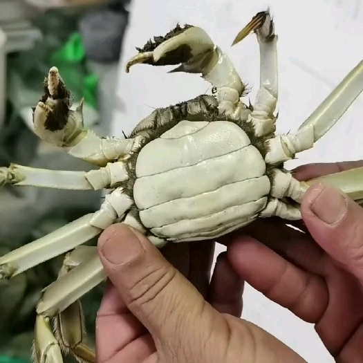 洪湖市洪湖清水大闸蟹，产地直发，规格齐全，可混批，货品包邮