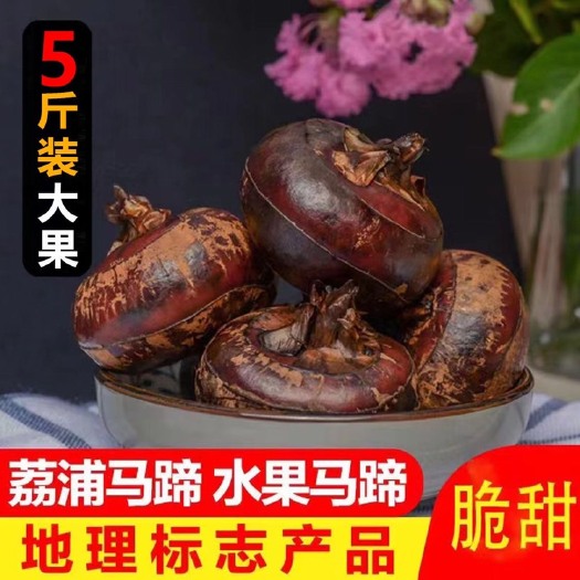 长沙广西荔浦马蹄5斤新鲜当季荸荠马蹄批发特大号马蹄子水果包邮