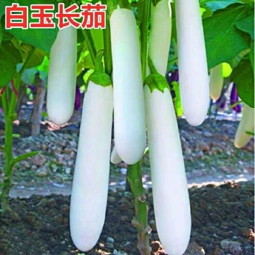 邵东市白色长茄种籽白玉长茄白雪公主茄子种子白茄子种籽春夏秋四季