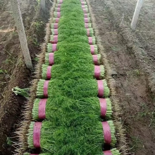 邯郸河北邯郸精品茴香