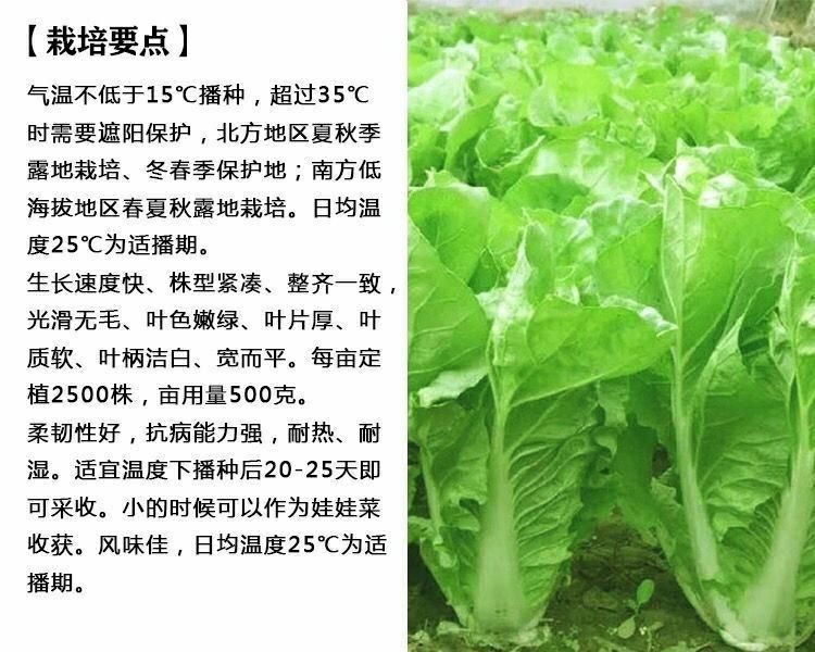 原裝快菜種子20天四季速生大小白菜雜交種籽耐熱耐濕四季蔬菜種