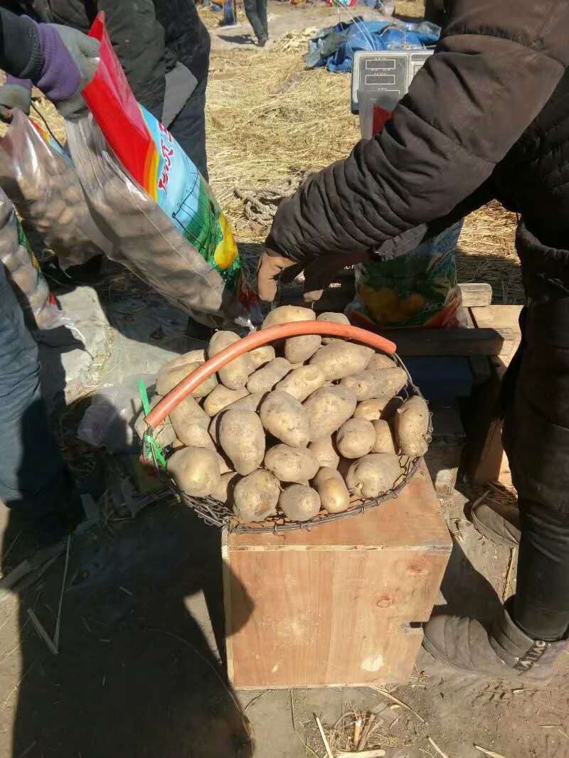 大量出售黑龙江土豆荷兰十五，荷兰806，尤金885，等等