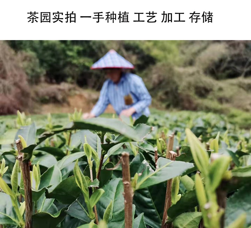 福鼎白毫银针让舌尖带您去趟福鼎茶山！可带发礼盒包装一斤起批发