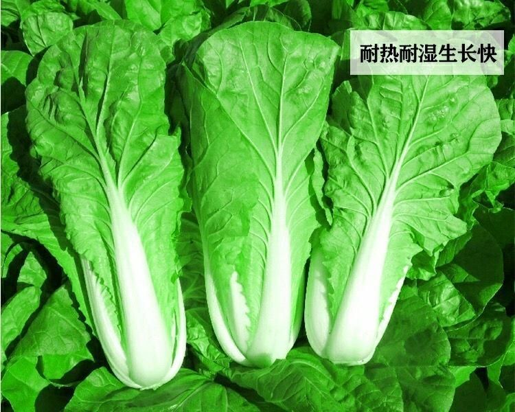 原裝快菜種子20天四季速生大小白菜雜交種籽耐熱耐濕四季蔬菜種