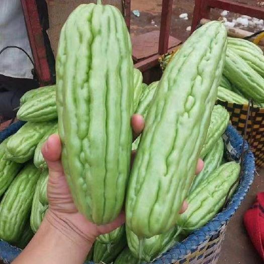 徐闻县（精品推荐）广东湛江苦瓜，一手货源，质量保证，欢迎大家老板来