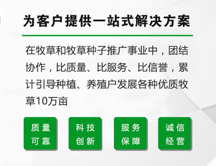 冬牧70黑麥草種子 牧草種子 養(yǎng)殖牧草 產(chǎn)草量高 牛羊兔魚牧