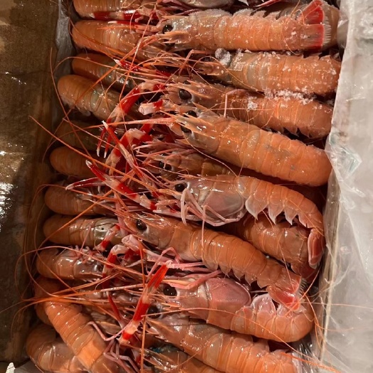 温岭市东海船冻红脚鳌虾