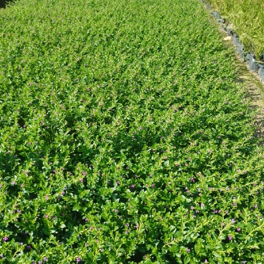 揭阳满天星萼钜花雪茄花满天星，星花，基地直发大量现货供应