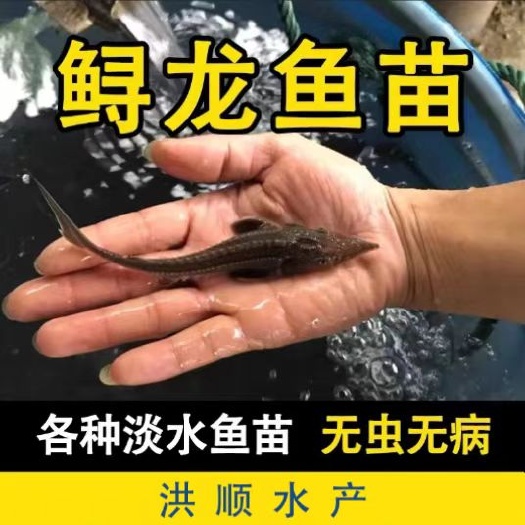 眉山鲟龙鱼苗  中华鱼寻鱼寻龙鱼苗杂交鱼寻苗活体淡水鱼