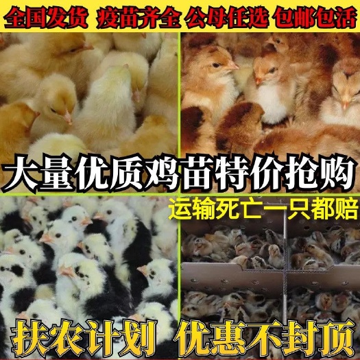 无锡急售小鸡活体幼苗正宗草鸡土鸡柴鸡三黄鸡麻鸡红毛公鸡黑土鸡
