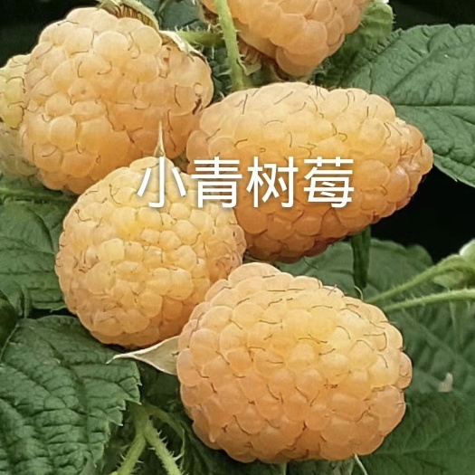 白山黄树莓苗  2年苗 保证当年结果 品种纯正 基地直供批发价