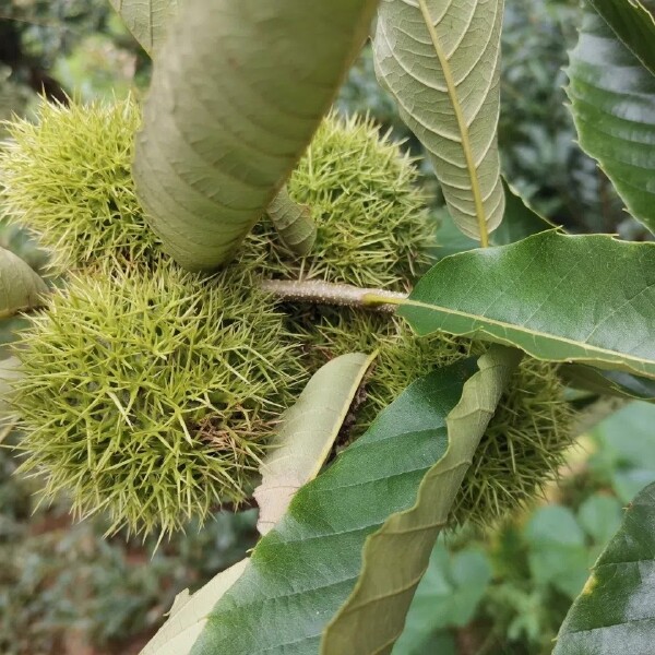 板栗树苗迁西板栗树苗嫁接板栗树苗板栗苗基地现挖发货全国包邮