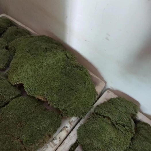 长沙苔藓