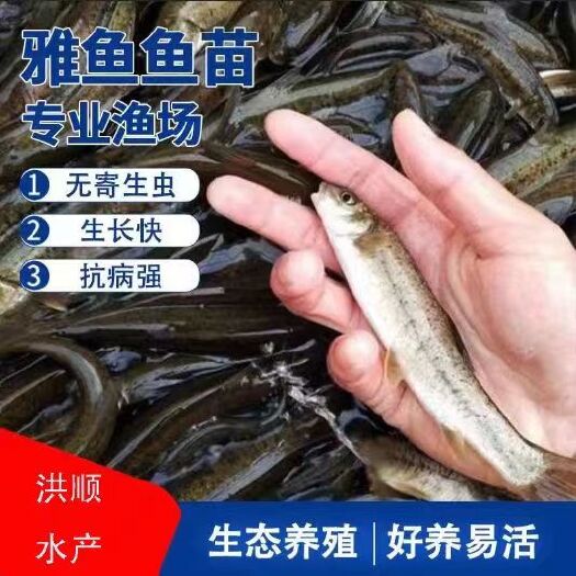 裂腹鱼细鳞鱼鱼苗冷水鱼淡水养殖食用鱼苗