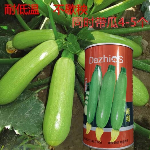 西安秀玉西葫西葫芦种子籽角瓜种籽抗病毒 耐寒 油亮 翠绿 高产