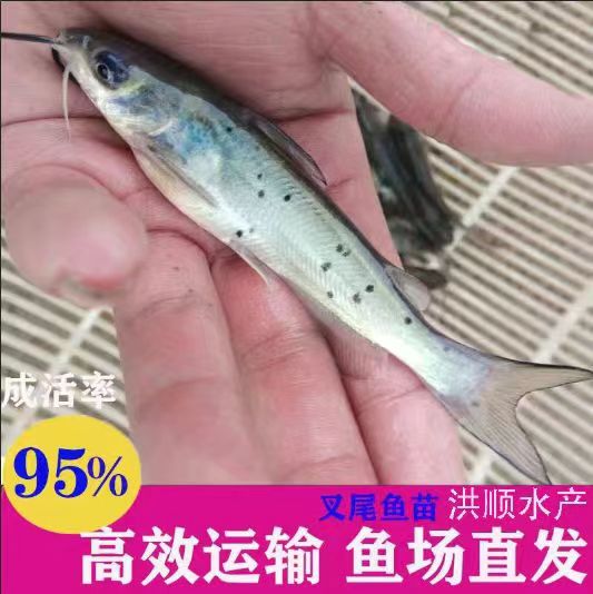 富顺县叉尾鮰鱼 优质叉尾鱼苗 斑点苗 钳鱼鱼苗