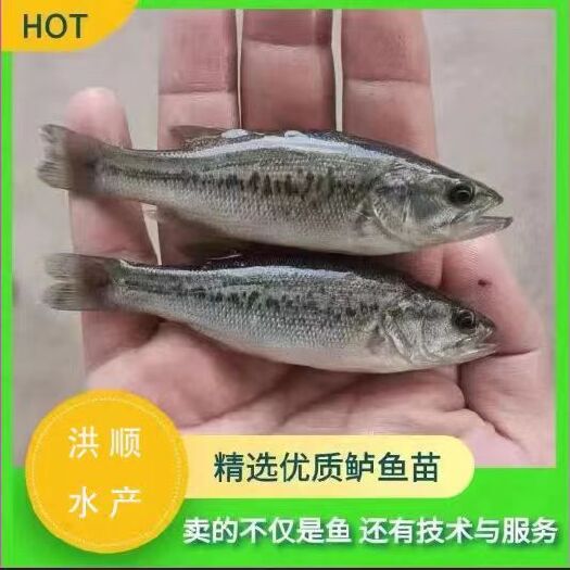 眉山鲈鱼苗 淡水路亚苗 鲈鱼苗活体 活体淡水鱼苗 加州鲈鱼苗食肉