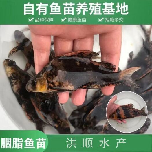 富顺县优质胭脂  名贵鱼淡水鱼苗 大口胭脂活体 淡水活体