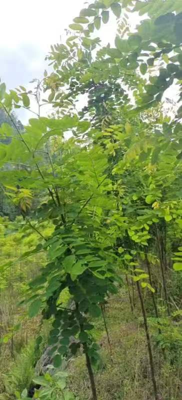 香花槐