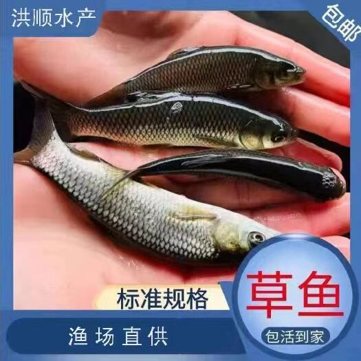 富顺县草鱼苗 活体 草鲩鱼苗脆肉鲩鱼苗四大家鱼