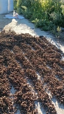 克东县中药材白茬统货