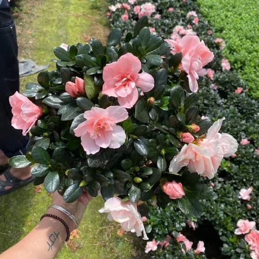 漳平市西洋杜鹃花