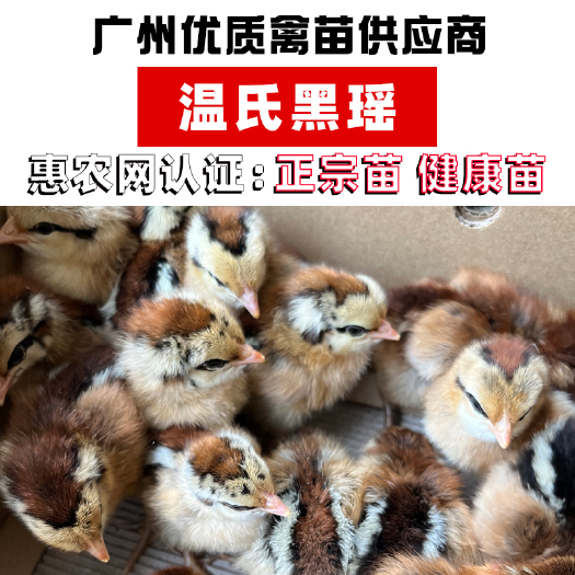 广州热卖黑瑶鸡苗 包打疫苗 运输包损耗 苗大嫩口 提供技术支持