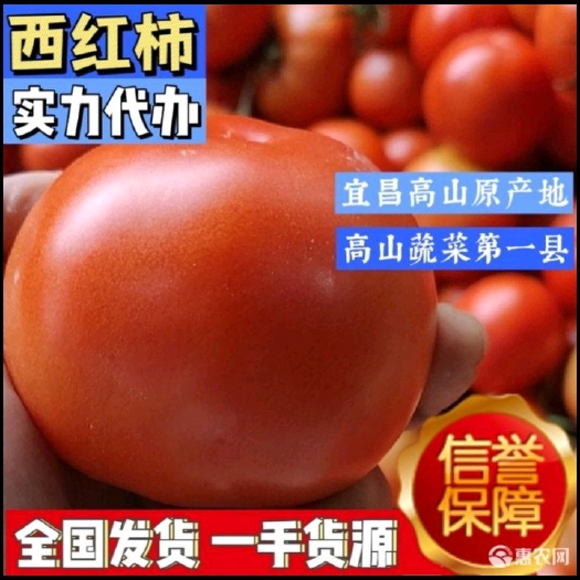 代收，资源整合，各种经济作物，大棚蔬菜批发