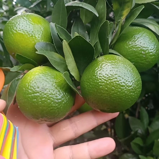 皇帝柑沃柑