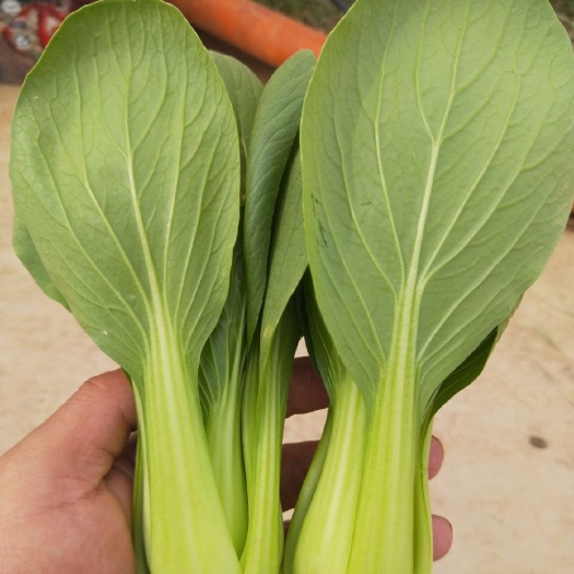 曹县精品上海青大量上市