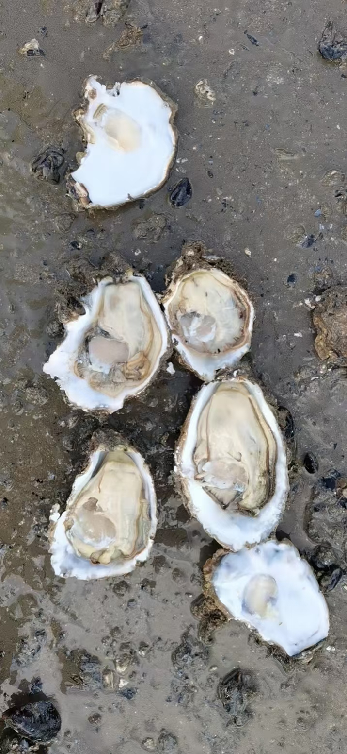 乳山生蚝，加工厂直供，一件代发，售后无忧