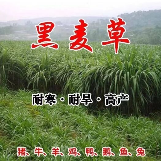 沭阳县牧草种子多年生黑麦草四季种植养牛羊鸡鸭鱼鹅兔高产耐寒草籽