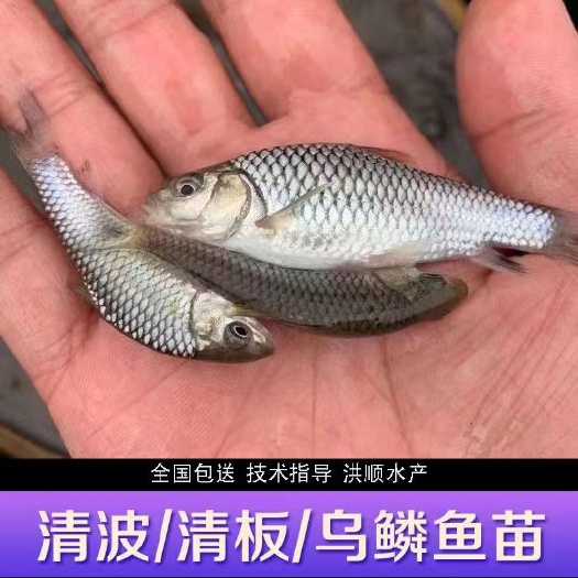 富顺县青鱼苗 原种青鱼青棒黑鲩苗 螺丝蛳鲩苗