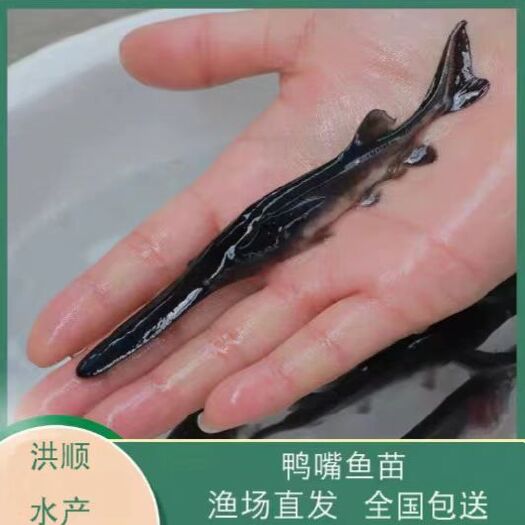 眉山鸭嘴鱼苗  美国鸭嘴鱼苗