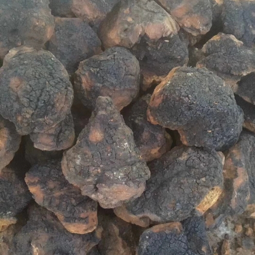 九龙县金品桦树茸