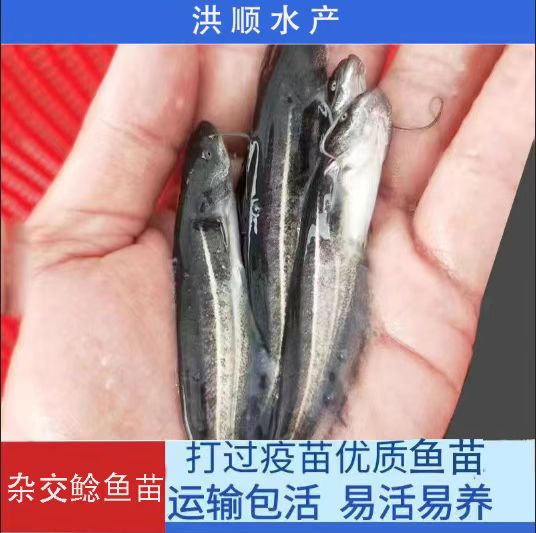 大口鲶鱼苗 河鲶鱼苗 鲶鱼苗 南方大口鲶六须鲶淡水活体